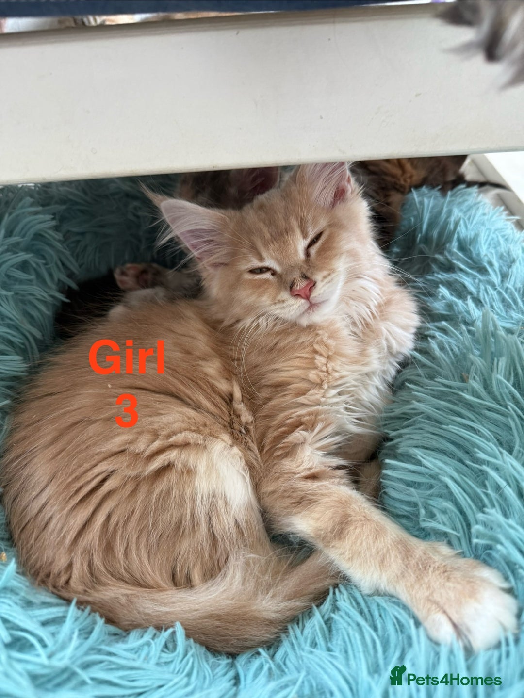Maine Coon cats for sale: Stunning Mainecoon kittens x4 - Image 5