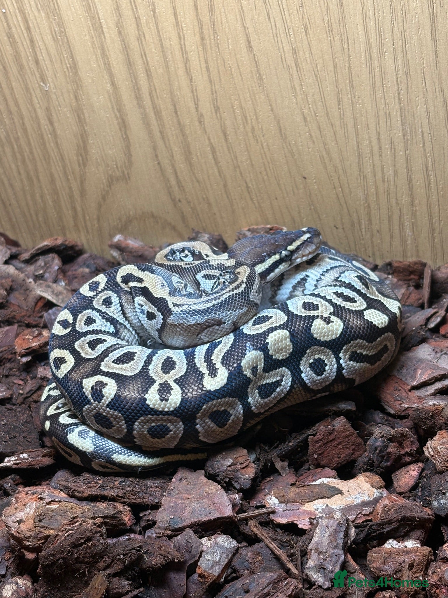 Python Snake reptiles 1yo python  - Advert 1
