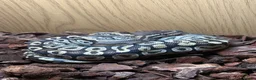Python Snake reptiles for sale: 1yo python  in Taunton - Advert 1