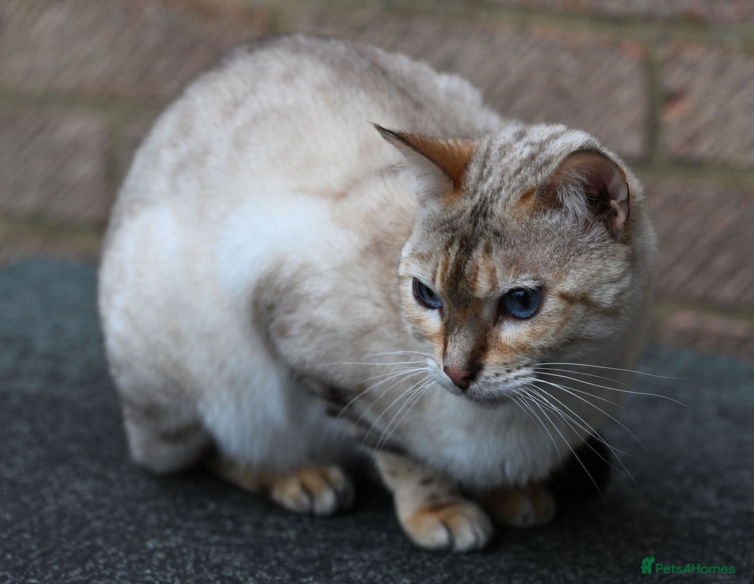 Bengal cats for sale: Rare Blue-eyed Snow Bengal female cat - Image 7