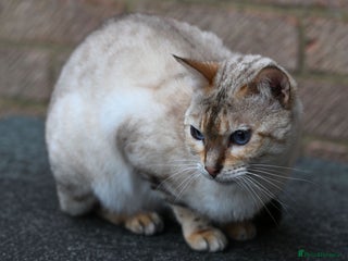 Bengal cats - Advert 23