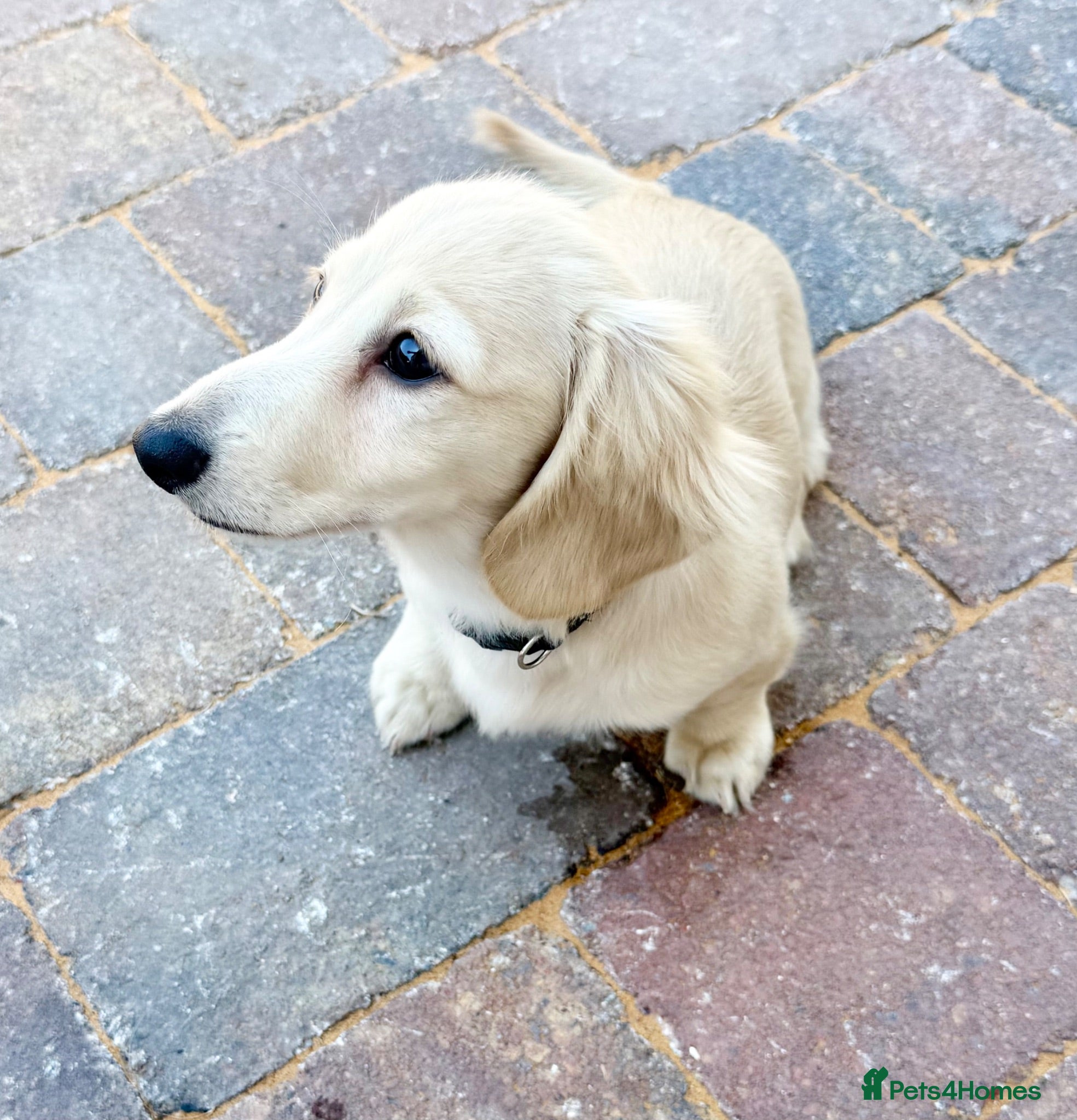 Miniature Dachshund dogs Re available due to let down kc cream - Advert 1