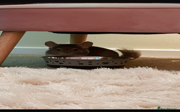 Chinchilla rodents for sale: Jimmy&Frank - Image 4