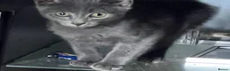 Mixed Breed cats for sale: Beautiful kittens for sale  - Advert 30