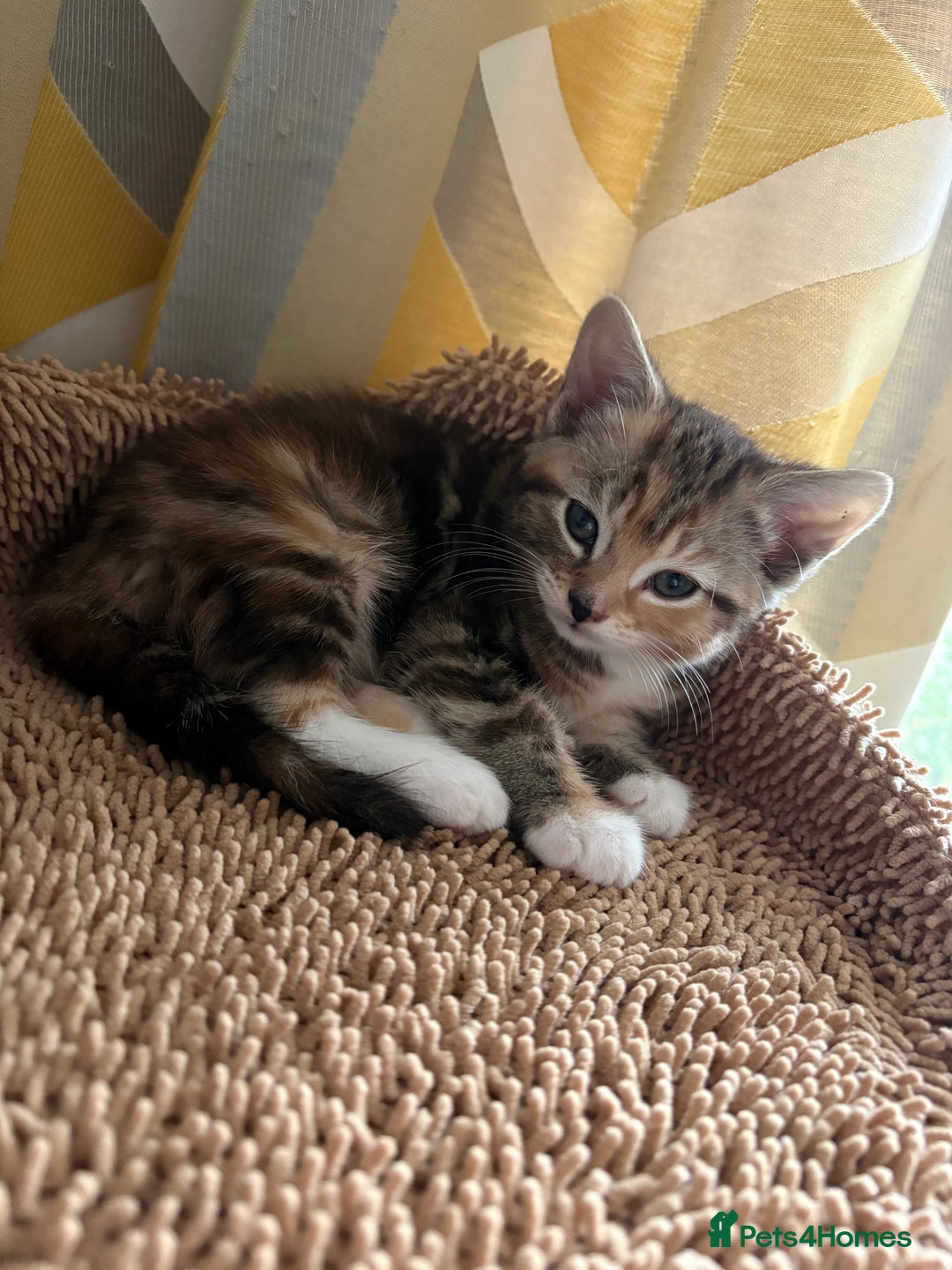 Mixed Breed cats for sale: Looking for a forever home  - Advert 6