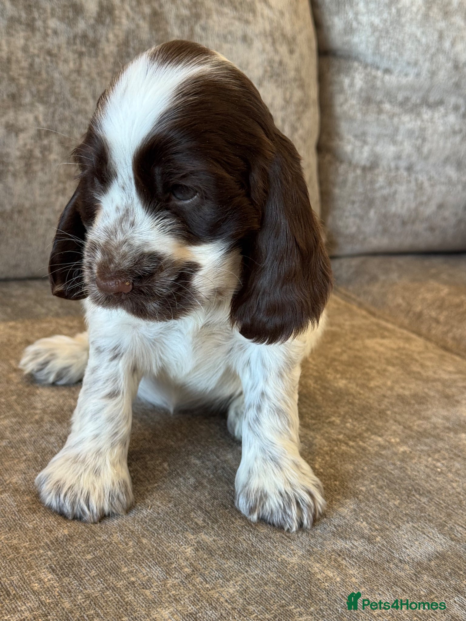 Cocker Spaniel dogs 100% SHOWTYPE KC REGISTERED COCKER SPANIELS - Advert 2
