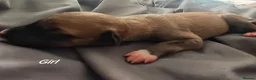 Lurcher dogs for sale: Stunning lurcher puppies in Glasgow - Advert 14