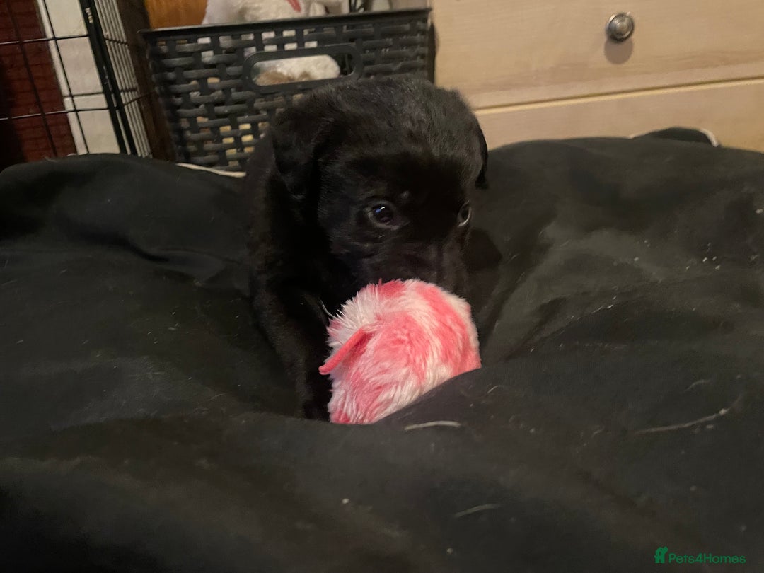 Springador dogs for sale: Springador pups - Image 4