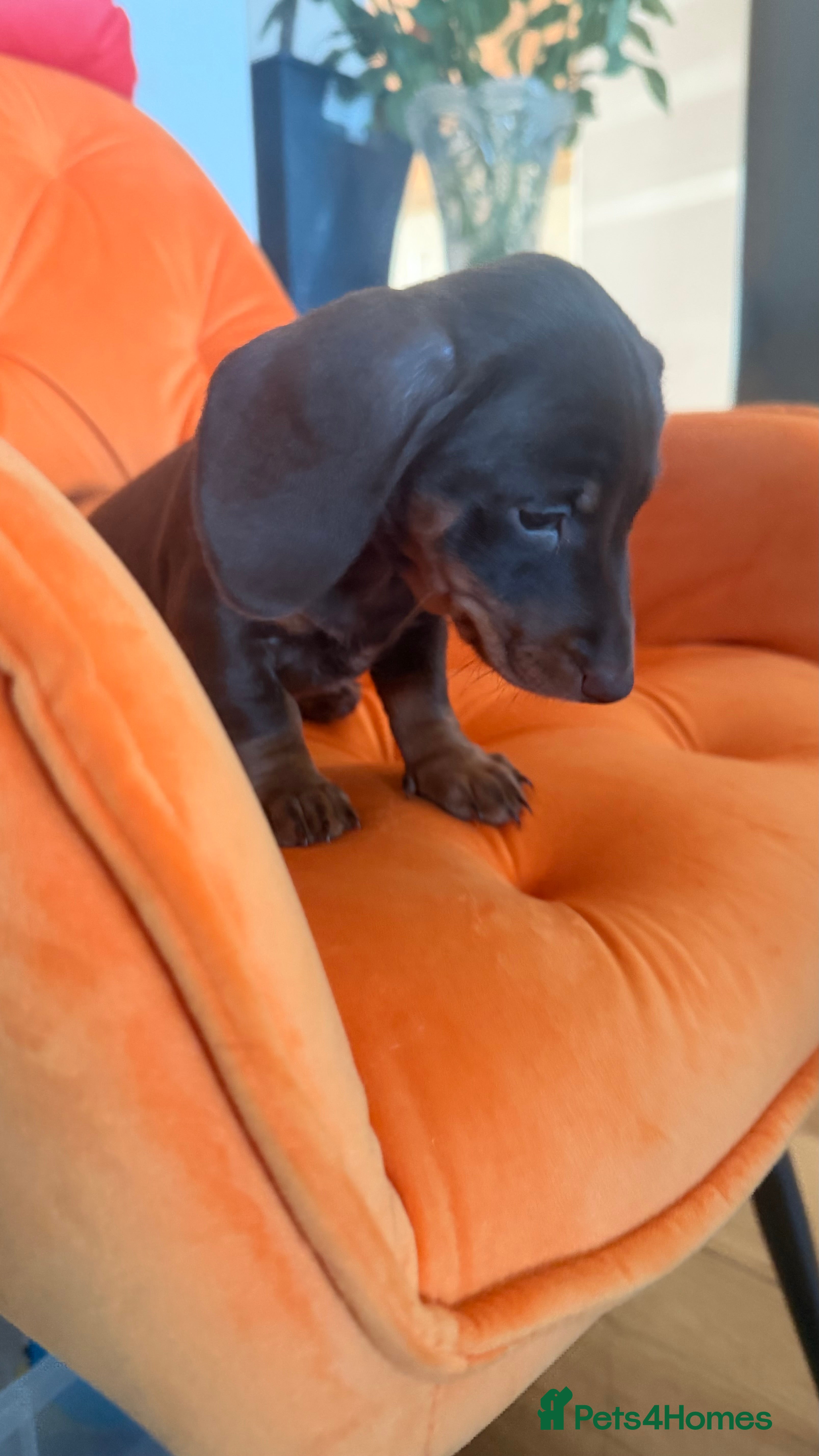 Miniature Dachshund dogs Miniature Dachshunds puppy's for sale.  - Advert 7