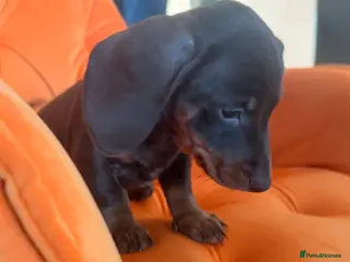 Miniature Dachshund dogs Miniature Dachshunds puppy's for sale. - Advert 7