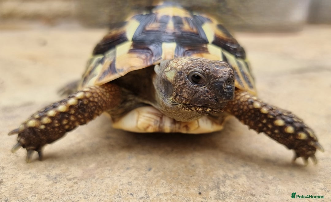 Tortoise reptiles for sale: Testudo Hermanni -tortoise for sale 7 years old - Image 3