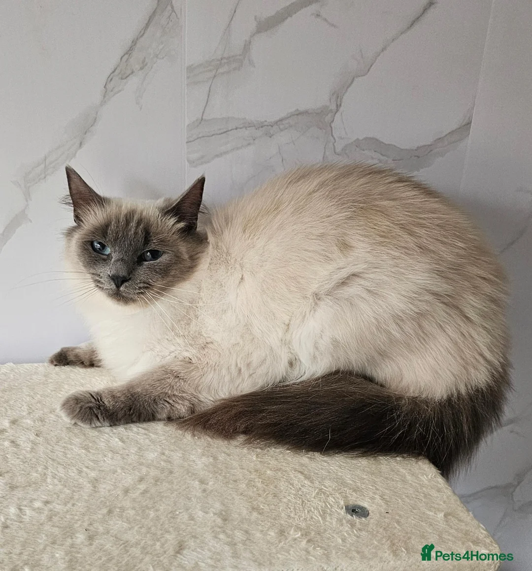 Ragdoll cats for sale: 2 GCCF ACTIVE females  - Advert 6