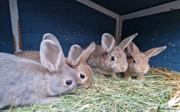 Mixed Breed rabbits for sale: Super cute bunny babies 🐰😍🐰 - Image 7