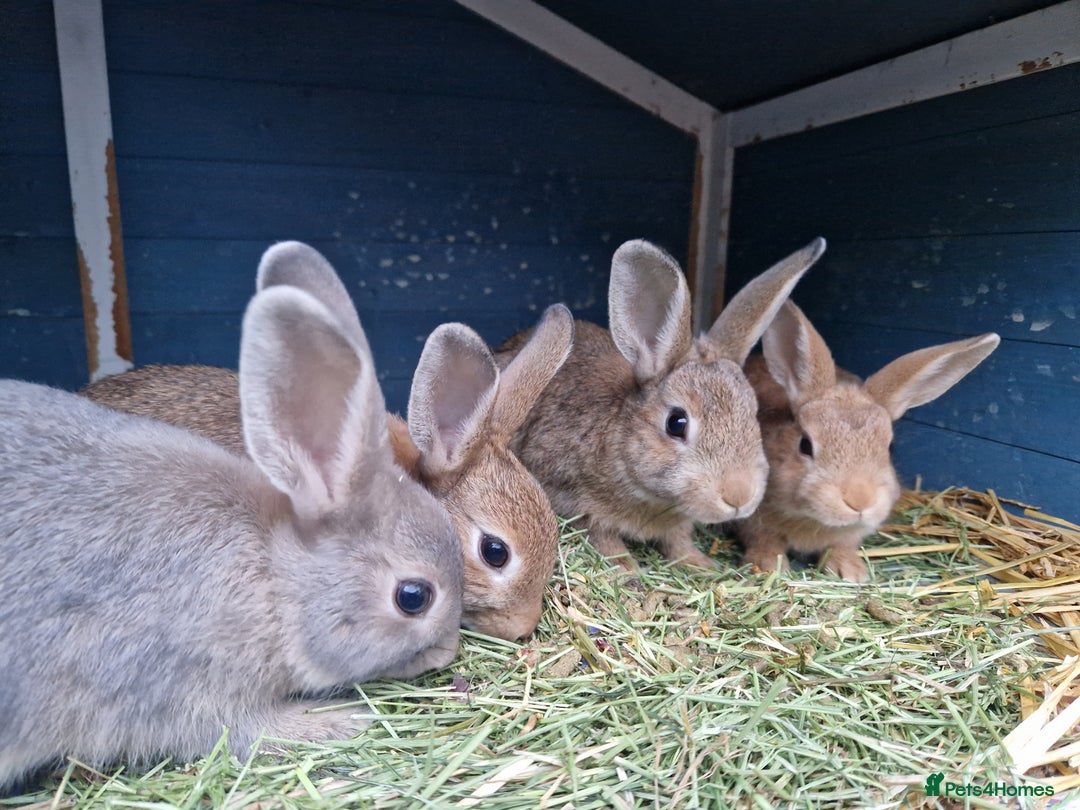 Mixed Breed rabbits for sale: Super cute bunny babies 🐰😍🐰 - Image 7