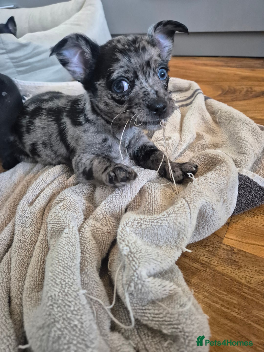 Chihuahua dogs for sale: 3 beautiful tiny pure breed chihuahua  - Advert 4