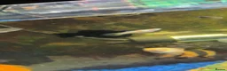 Live Bearers fish for sale: Guppie fish female and male  - Advert 1