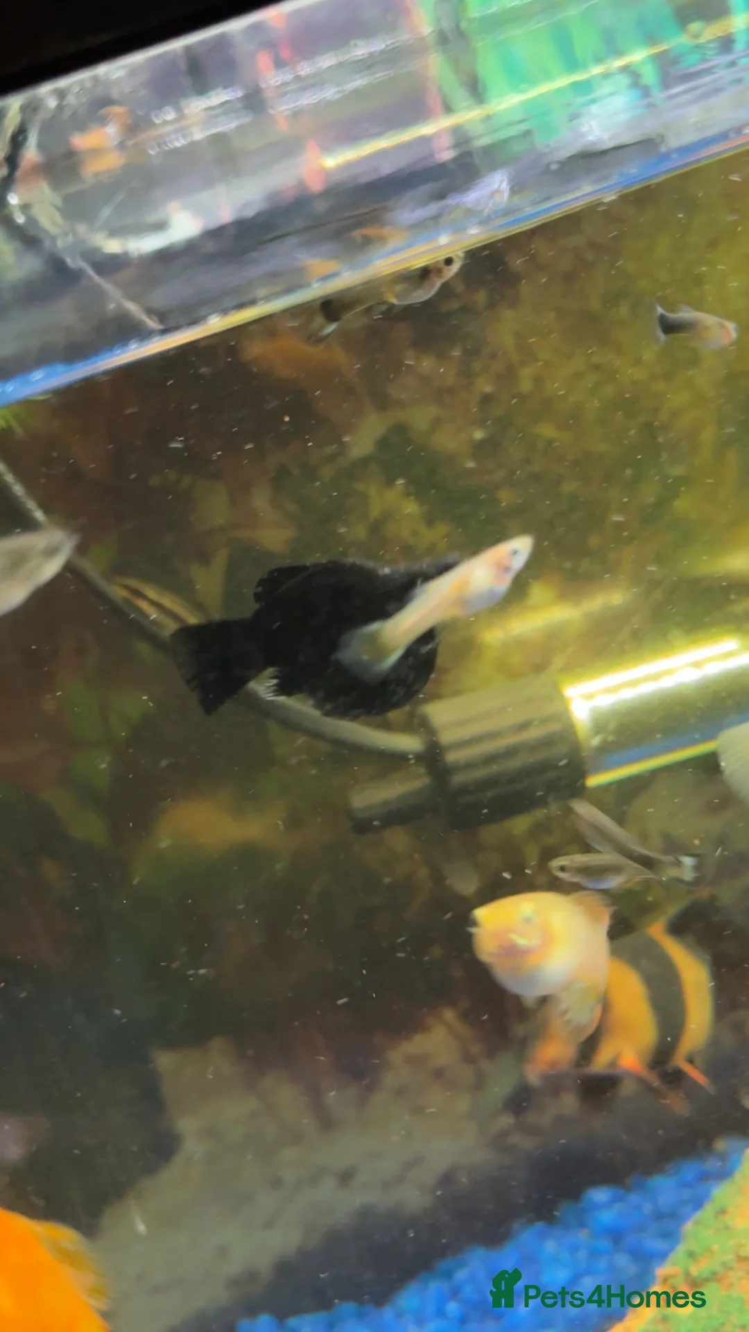 Live Bearers fish for sale: Guppie fish female and male  - Advert 1