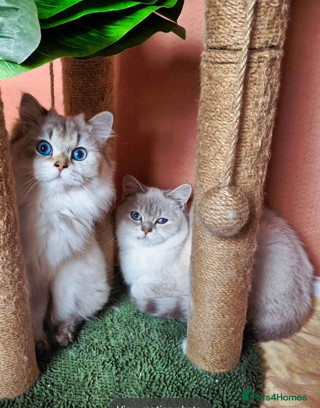 British Shorthair cats for sale: Exceptional BSH& BLH blue golden shaded Ny11 💖 - Advert 14