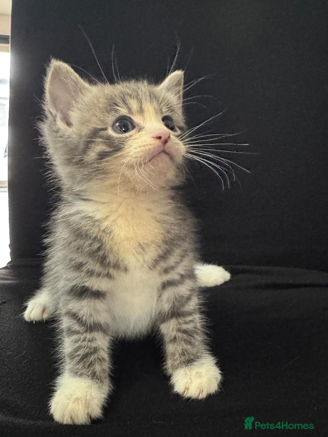 Mixed Breed cats for sale: Beautiful kittens  - Image 11