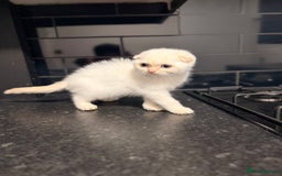 Scottish Fold cats for sale: Sweet Baby Foldie 🐱🐾 - Image 2