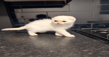 Scottish Fold cats - Advert 6