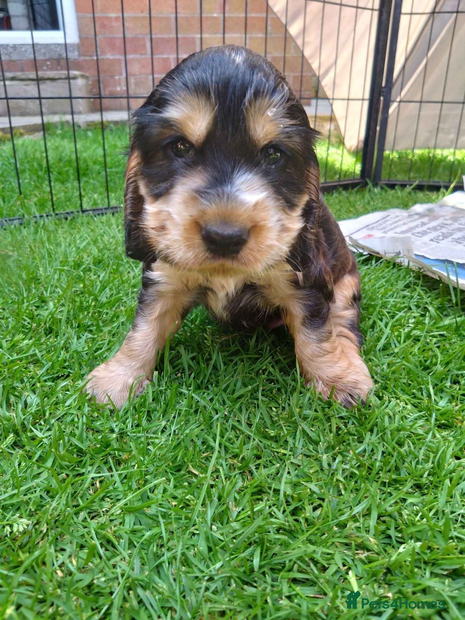 Cocker Spaniel dogs KC registered show type Cocker spaniel puppies  - Advert 2