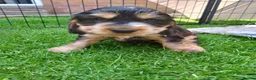 Cocker Spaniel dogs for sale: KC registered show type Cocker spaniel puppies  - Advert 6