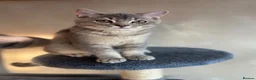 British Shorthair cats for sale: Ready to go!!! - Advert 7