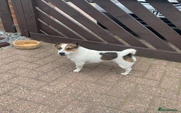 Jack Russell dogs for stud: Jack Russell for stud in Seaham - Image 5