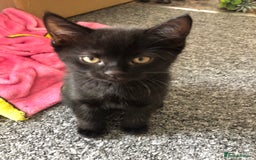 British Shorthair cats for sale: 🐾 A Rare Band of Ghost Tabby Kittens 🐾 - Image 33