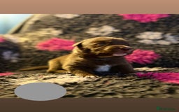 Borador dogs for sale: Gorgeous litter of chocolate Labrador cross pups  - Image 12