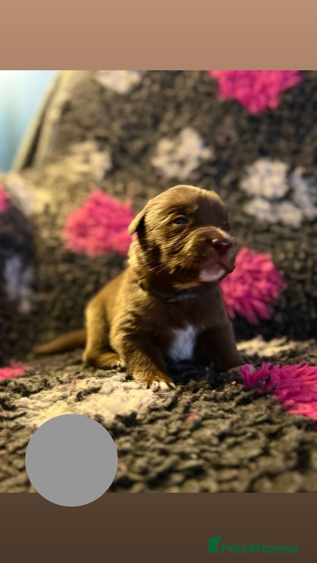 Borador dogs for sale: Gorgeous litter of chocolate Labrador cross pups  - Image 12