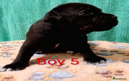 Staffordshire Bull Terrier dogs for sale: KC Registered Champions Bloodline Show Quality  - Image 10