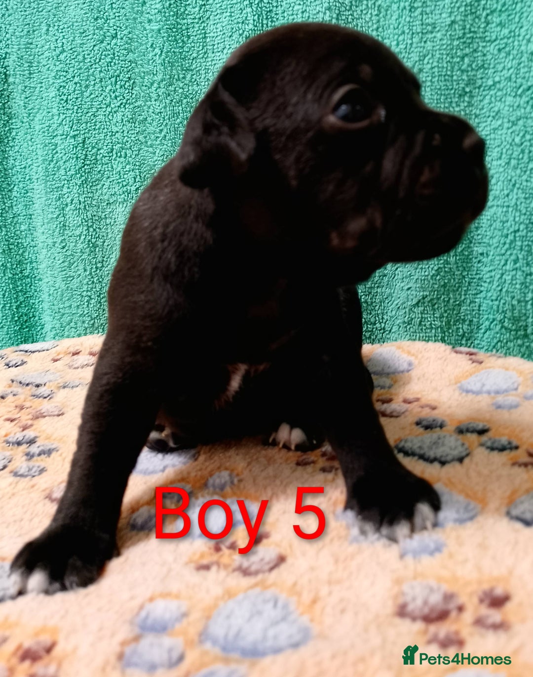 Staffordshire Bull Terrier dogs for sale: KC Registered Champions Bloodline Show Quality  - Image 10