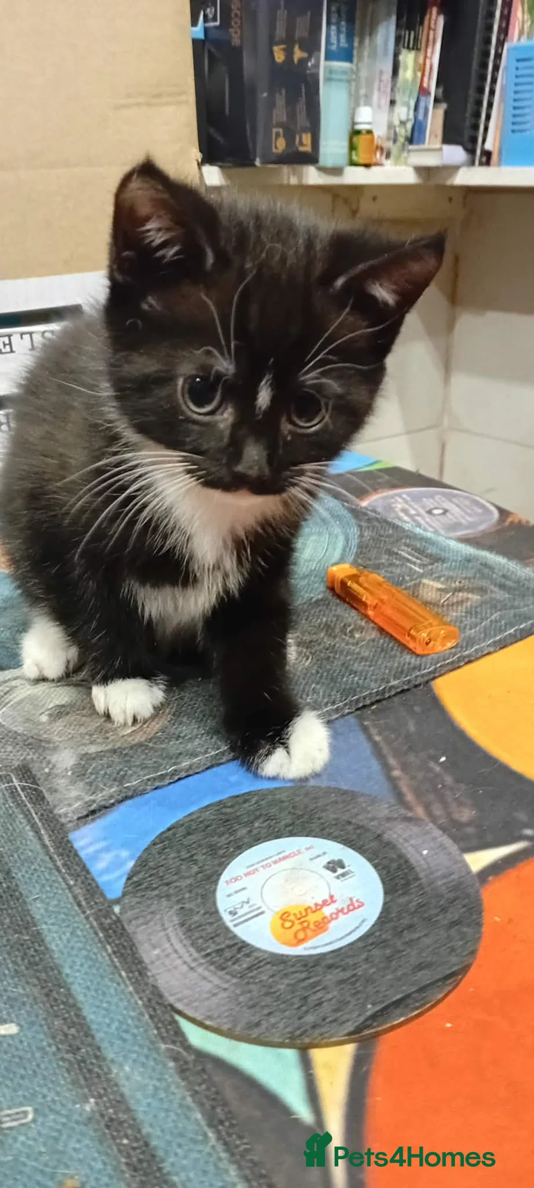 Mixed Breed cats for sale: Kittens for sale  in Doncaster - Advert 2