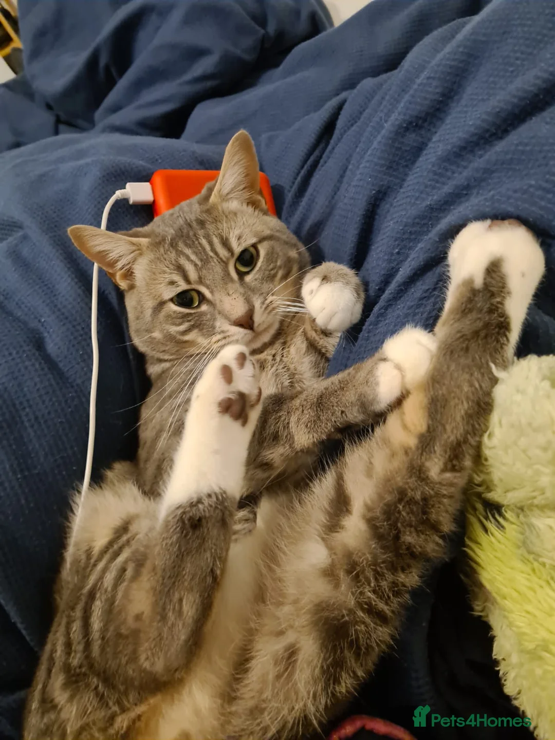 Mixed Breed cats for sale: Bengal BSH Cross Kittens - Advert 7