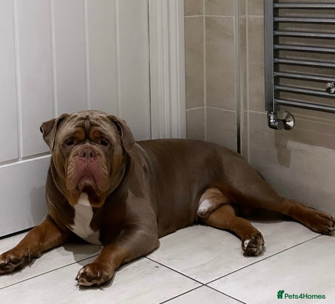 Olde English Bulldogge dogs for stud: Olde English Bulldog stud well proven - Advert 1