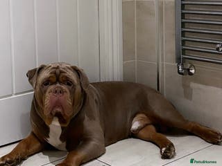 Olde English Bulldogge dogs Olde English Bulldog stud well proven - Advert 16