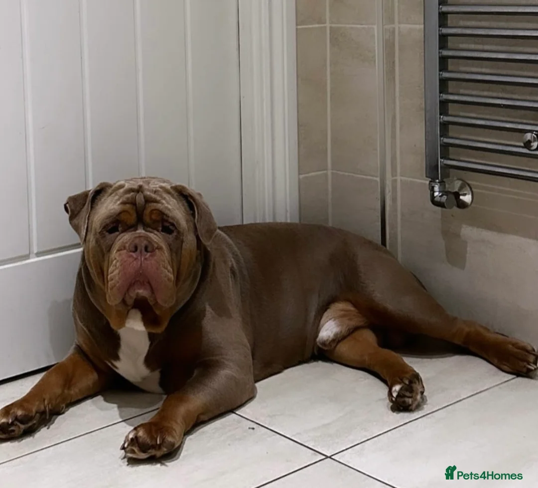Olde English Bulldogge dogs for stud: Olde English Bulldog stud well proven - Advert 1