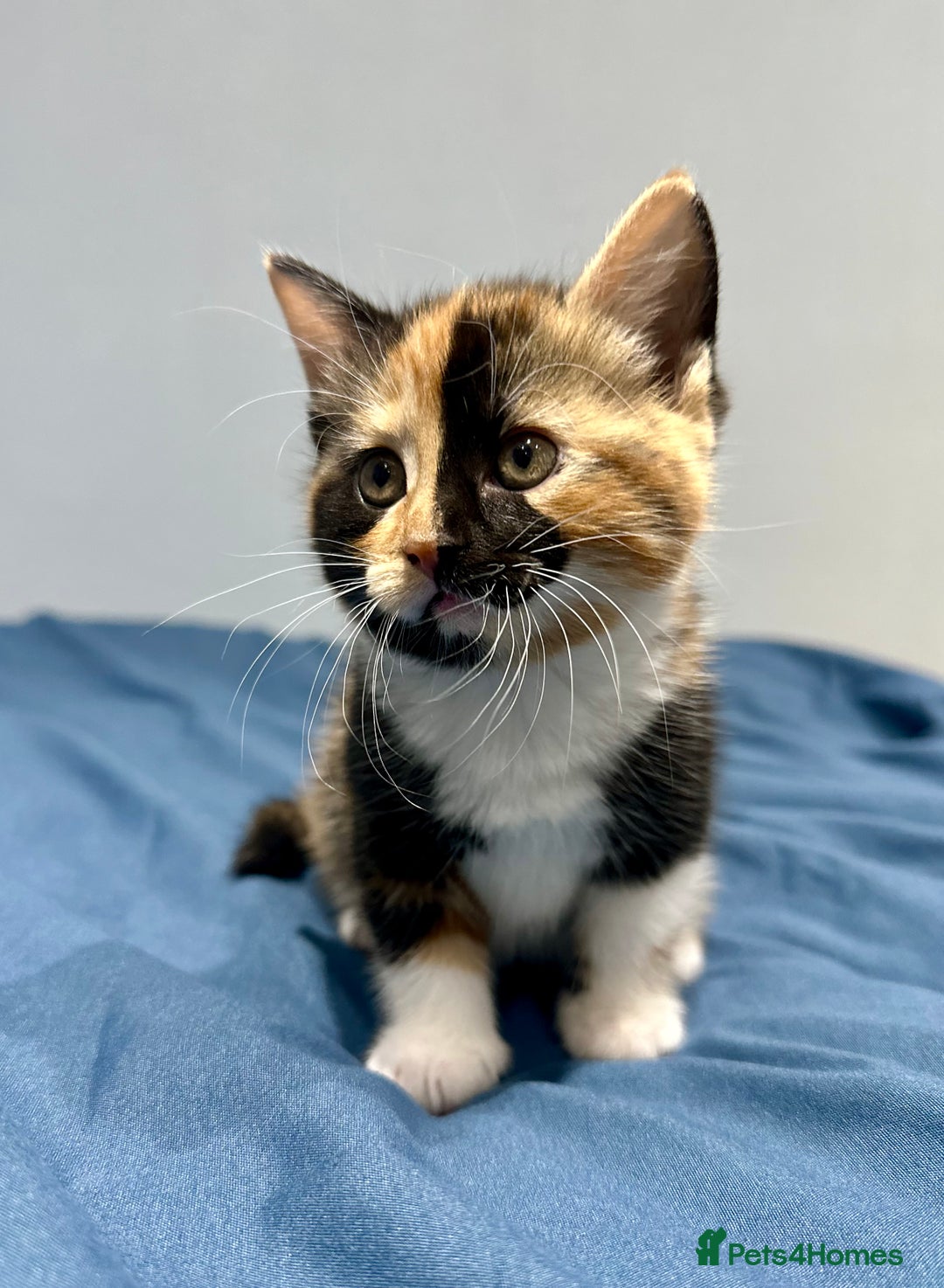 Mixed Breed cats for sale: 4 fluffy girls - Image 13