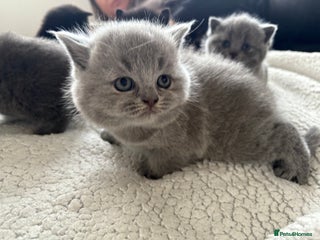 British Shorthair cats British shorthair kittens BLUE AND BLACK - Advert 18