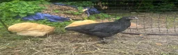 Chickens poultry for sale: Buff Orpington’s and Black copper maran in Loughborough - Advert 3