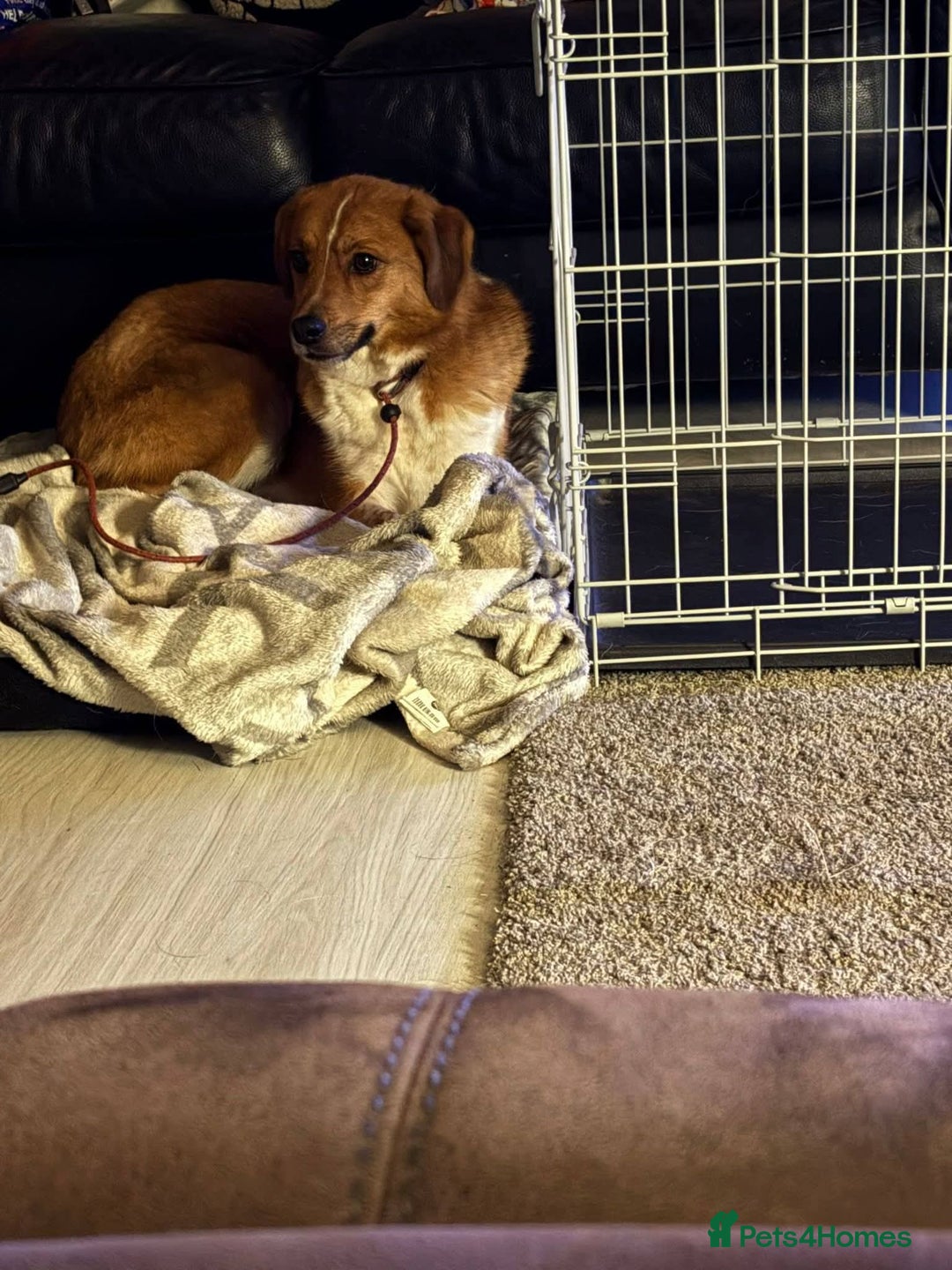 Mixed Breed dogs for adoption: Meet Bella, currently residing in Falkirk  - Advert 3