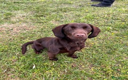 Mixed Breed dogs for sale: Bonnie, 9 months old - Image 3