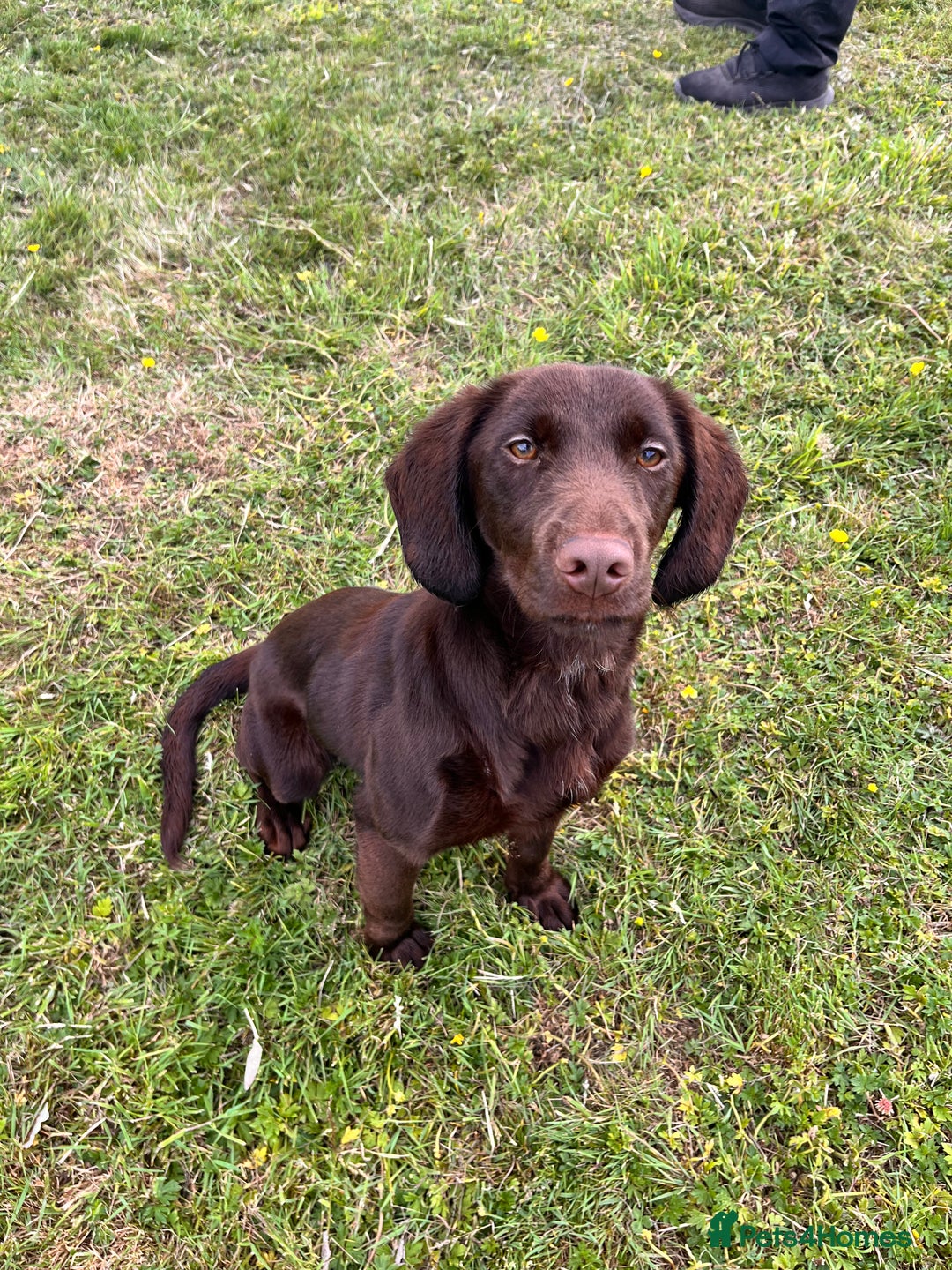 Mixed Breed dogs for sale: Bonnie, 9 months old - Image 3