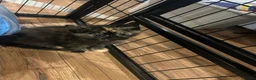 Mixed Breed cats for sale: Playful kittens for sale - Advert 23