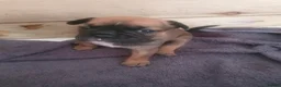 Mixed Breed dogs for sale: Oldtyme x French bulldogs - Advert 2