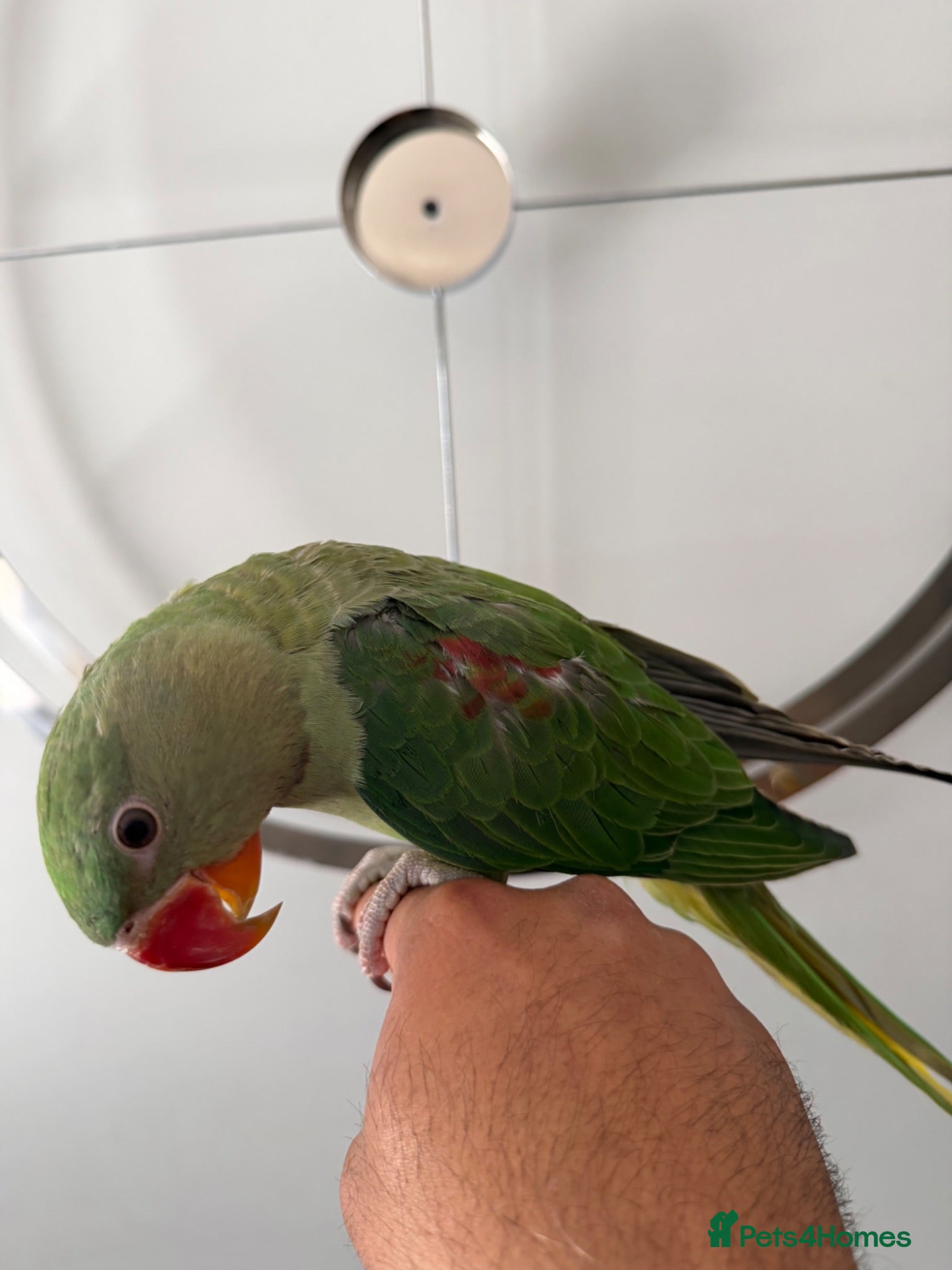Parrots birds Beautiful Young Alexandrian Parrot – With Cage - Advert 1