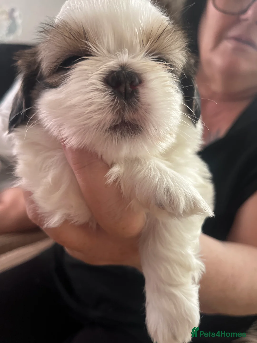 Shih Tzu dogs for sale: Shitzu puppies for sale  - Advert 7