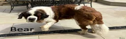 Saint Bernard dogs for sale: KC Registered Saint Bernard Pups - Advert 23